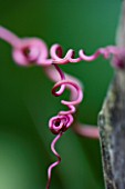 RHS GARDEN  ROSEMOOR  DEVON: CLOSE UP OF THE TENDRILS OF COBAEA SCANDENS - CUP AND SAUCER PLANT  VINE   CATHEDRAL BELL