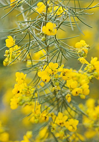 CLOSE_UP_OF_YELLOW_FLOWERS_OF_SENNA_ARTEMISIOIDES