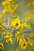 CLOSE UP OF YELLOW FLOWERS OF SENNA ARTEMISIOIDES