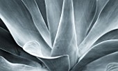 RHS GARDEN  WISLEY   SURREY - BLACK AND WHITE TONED IMAGE OF AGAVE ATTENUATA