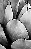 RHS GARDEN  WISLEY   SURREY - BLACK AND WHITE IMAGE OF AGAVE PARRYI. CACTUS  SUCCULENT