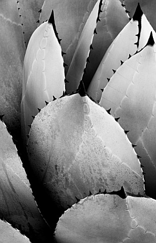 RHS_GARDEN__WISLEY___SURREY__BLACK_AND_WHITE_IMAGE_OF_AGAVE_PARRYI_CACTUS__SUCCULENT