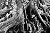 RHS GARDEN  WISLEY  SURREY . BLACK AND WHITE IMAGE OF ROOTS OF THE TREE - METASEQUOIA GLYPTOSTROBOIDES - DAWN REDWOOD