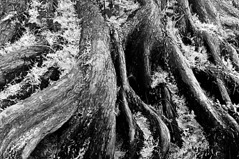 RHS_GARDEN__WISLEY__SURREY__BLACK_AND_WHITE_IMAGE_OF_ROOTS_OF_THE_TREE__METASEQUOIA_GLYPTOSTROBOIDES