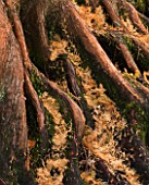 RHS GARDEN  WISLEY  SURREY . ROOTS OF THE TREE - METASEQUOIA GLYPTOSTROBOIDES - DAWN REDWOOD