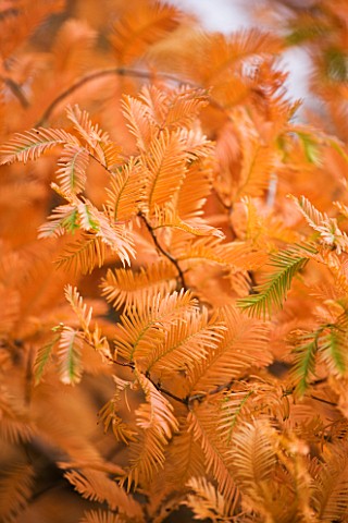 RHS_GARDEN__WISLEY__SURREY__CLOSE_UP_OF_AUTUMN_COLOUR_OF_LEAVES_OF_METASEQUOIA_GLYPTOSTROBOIDES