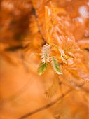 RHS GARDEN  WISLEY  SURREY . CLOSE UP OF AUTUMN COLOUR OF LEAVES OF METASEQUOIA GLYPTOSTROBOIDES