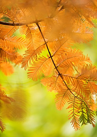 RHS_GARDEN__WISLEY__SURREY__CLOSE_UP_OF_AUTUMN_COLOUR_OF_LEAVES_OF_METASEQUOIA_GLYPTOSTROBOIDES