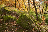 THE PRIORY OF SAINT-SYMPHORIEN  LUBERON  FRANCE  AUTUMN. ROCKS  MOSS AND WOODLAND