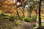 THE PRIORY OF SAINT-SYMPHORIEN  LUBERON  FRANCE  AUTUMN. ROCKS  MOSS AND WOODLAND