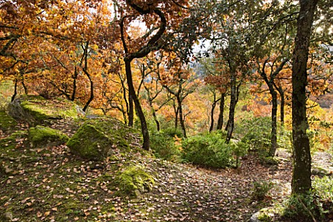 THE_PRIORY_OF_SAINTSYMPHORIEN__LUBERON__FRANCE__AUTUMN_ROCKS__MOSS_AND_WOODLAND
