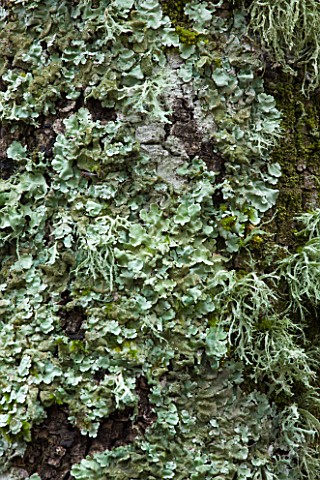 THE_PRIORY_OF_SAINTSYMPHORIEN__LUBERON__FRANCE__AUTUMN_BEAUTIFUL_LICHEN_ON_TREE_TRUNK_IN_THE_WOODLAN