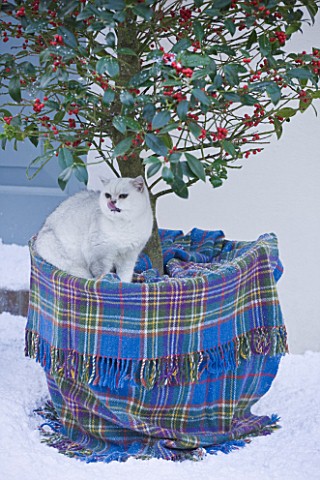 HIGHFIELD_HOLLIES__HAMPSHIRE_ILEX_AQUIFOLIUM_SIBERIA_IN_CONTAINER_WITH_GREGORY_THE_CAT_AND_TARTAN_WR