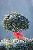 HIGHFIELD HOLLIES  HAMPSHIRE - HOLLY HEDGE (ILEX) DECORATED WITH RIBBON. FROST  WINTER