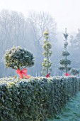 HIGHFIELD HOLLIES  HAMPSHIRE - HOLLY HEDGE (ILEX) DECORATED WITH RIBBONS. FROST  WINTER