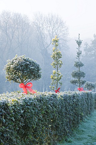 HIGHFIELD_HOLLIES__HAMPSHIRE__HOLLY_HEDGE_ILEX_DECORATED_WITH_RIBBONS_FROST__WINTER