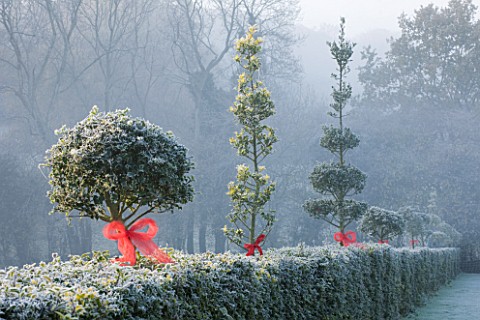 HIGHFIELD_HOLLIES__HAMPSHIRE__HOLLY_HEDGE_ILEX_DECORATED_WITH_RIBBONS_FROST__WINTER
