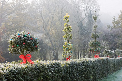 HIGHFIELD_HOLLIES__HAMPSHIRE__HOLLY_HEDGE_ILEX_DECORATED_WITH_RIBBONS_AND_BAUBLES_FROST__WINTER
