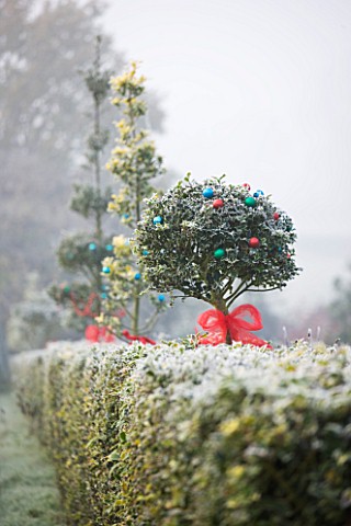 HIGHFIELD_HOLLIES__HAMPSHIRE__HOLLY_HEDGE_ILEX_DECORATED_WITH_RIBBON_AND_BAUBLES_FROST__WINTER
