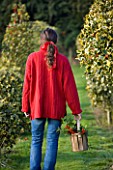 HIGHFIELD HOLLIES  HAMPSHIRE - GIRL IN RED JUMPER CARRYING WOODEN BASKET OF MIXED HOLLIES