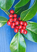 HIGHFIELD HOLLIES  HAMPSHIRE - CLOSE UP OF THE RED BERRIES OF THE HOLLY - ILEX  X ALTACLARENSIS BALEARICA