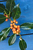 HIGHFIELD HOLLIES  HAMPSHIRE - CLOSE UP OF THE ORANGE BERRIES OF THE HOLLY - ILEX  AMBER