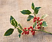 HIGHFIELD HOLLIES  HAMPSHIRE - CLOSE UP OF THE RED BERRIES OF THE HOLLY - ILEX  HANDSWORTH NEW SILVER
