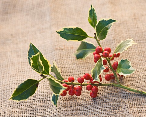 HIGHFIELD_HOLLIES__HAMPSHIRE__CLOSE_UP_OF_THE_RED_BERRIES_OF_THE_HOLLY__ILEX__HANDSWORTH_NEW_SILVER