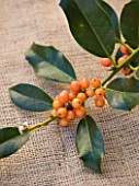 HIGHFIELD HOLLIES  HAMPSHIRE - CLOSE UP OF THE ORANGE BERRIES OF THE HOLLY - ILEX  AMBER
