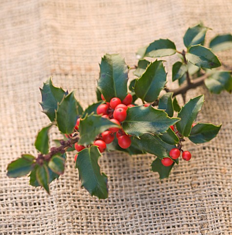 HIGHFIELD_HOLLIES__HAMPSHIRE__CLOSE_UP_OF_THE_RED_BERRIES_OF_THE_HOLLY__ILEX__AQUIFOLIUM_SILVER_LINI