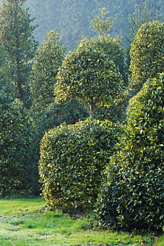 HIGHFIELD_HOLLIES__HAMPSHIRE__HOLLIES_IN_THE_NURSERY__MAINLY_ILEX_GOLDEN_KING