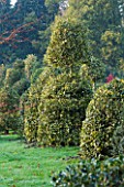 HIGHFIELD HOLLIES  HAMPSHIRE - HOLLIES IN THE NURSERY - MAINLY ILEX GOLDEN KING
