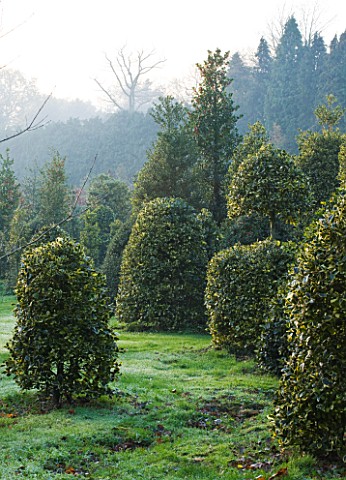 HIGHFIELD_HOLLIES__HAMPSHIRE__HOLLIES_IN_THE_NURSERY__MAINLY_ILEX_SILVER_LINING