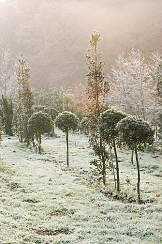 HIGHFIELD_HOLLIES__HAMPSHIRE__HOLLIES_IN_THE_NURSERY_IN_WINTER__WITH_FROST_LOLLIPOP_ILEX_SILVER_LINI