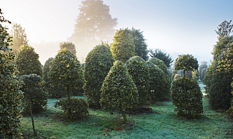 HIGHFIELD_HOLLIES__HAMPSHIRE__HOLLIES_IN_THE_NURSERY_IN_WINTER__WITH_FROST