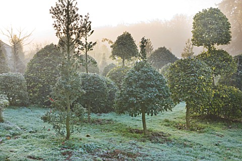 HIGHFIELD_HOLLIES__HAMPSHIRE__HOLLIES_IN_THE_NURSERY_IN_WINTER__WITH_FROST
