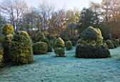 HIGHFIELD HOLLIES  HAMPSHIRE - HOLLIES IN THE NURSERY IN WINTER  WITH FROST - MAINLY ILEX GOLDEN KING