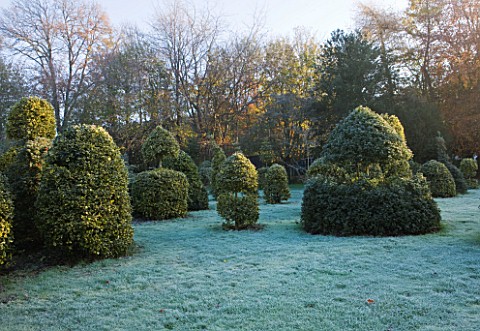 HIGHFIELD_HOLLIES__HAMPSHIRE__HOLLIES_IN_THE_NURSERY_IN_WINTER__WITH_FROST__MAINLY_ILEX_GOLDEN_KING