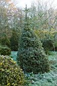 HIGHFIELD HOLLIES  HAMPSHIRE - HOLLY TREE IN THE NURSERY