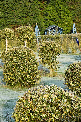 HIGHFIELD_HOLLIES__HAMPSHIRE__CLIPPED_GOLDEN_KING_HOLLIES_WITH_BLUE_ARBOUR_BEHIND
