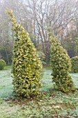 HIGHFIELD HOLLIES  HAMPSHIRE - CLIPPED TOPIARY SHAPES OF HOLLY - ILEX ALTACLERENSIS GOLDEN KING