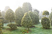HIGHFIELD HOLLIES  HAMPSHIRE - CLIPPED TOPIARY SHAPES OF HOLLY - ILEX ALTACLERENSIS GOLDEN KING