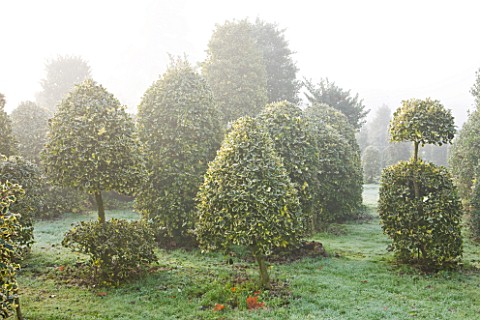 HIGHFIELD_HOLLIES__HAMPSHIRE__CLIPPED_TOPIARY_SHAPES_OF_HOLLY__ILEX_ALTACLERENSIS_GOLDEN_KING