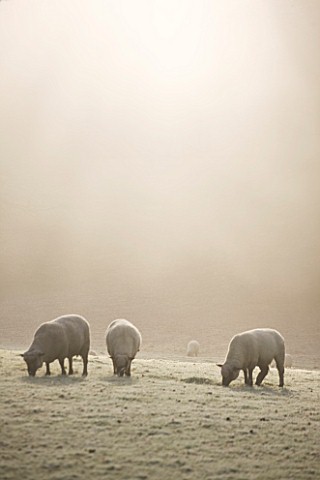 HIGHFIELD_HOLLIES__HAMPSHIRE__SHROPSHIRE_SHEEP_WITH_RAM_ON_THE_LEFT_IN_MIST