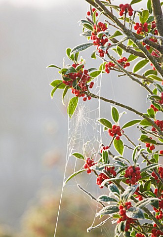 HIGHFIELD_HOLLIES__HAMPSHIRE__COBWEBS_ON_THE_HOLLY__ILEX_ALTACLERENSIS_PURPLE_SHAFT