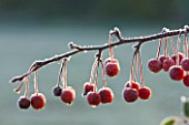 HIGHFIELD HOLLIES  HAMPSHIRE - CLOSE UP OF BERRIES/ FRUIT OF MALUS HUPEHENSIS