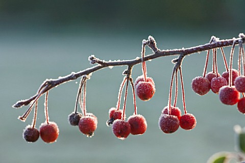 HIGHFIELD_HOLLIES__HAMPSHIRE__CLOSE_UP_OF_BERRIES_FRUIT_OF_MALUS_HUPEHENSIS