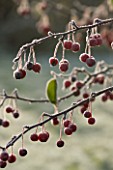 HIGHFIELD HOLLIES  HAMPSHIRE - CLOSE UP OF BERRIES/ FRIUT OF MALUS HUPEHENSIS