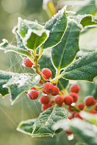 HIGHFIELD_HOLLIES__HAMPSHIRE__RED_FROSTY_BERRIES_OF_THE_HOLLY__ILEX_J_C_VAN_TOL