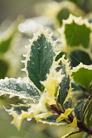 HIGHFIELD_HOLLIES__HAMPSHIRE__FROSTED_LEAVES_OF_THE_SPIKY_HOLLY__ILEX_AQUIFOLIUM_HANDSWORTH_NEW_SILV